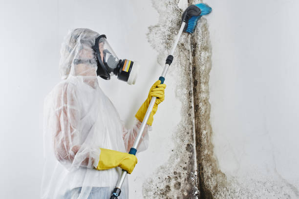 Why You Should Choose Our Mold Remediation Services in Dunlap, IA