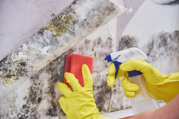 Mold Remediation for Rental Properties in Dunlap, IA